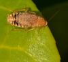 Planuncus vinzi